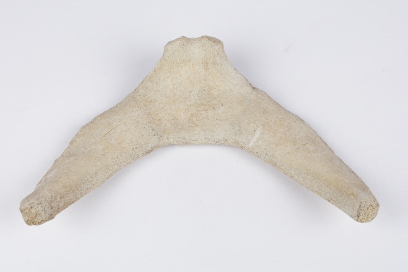 Bone Whale Hyoid Ri0000271 On Nz Museums