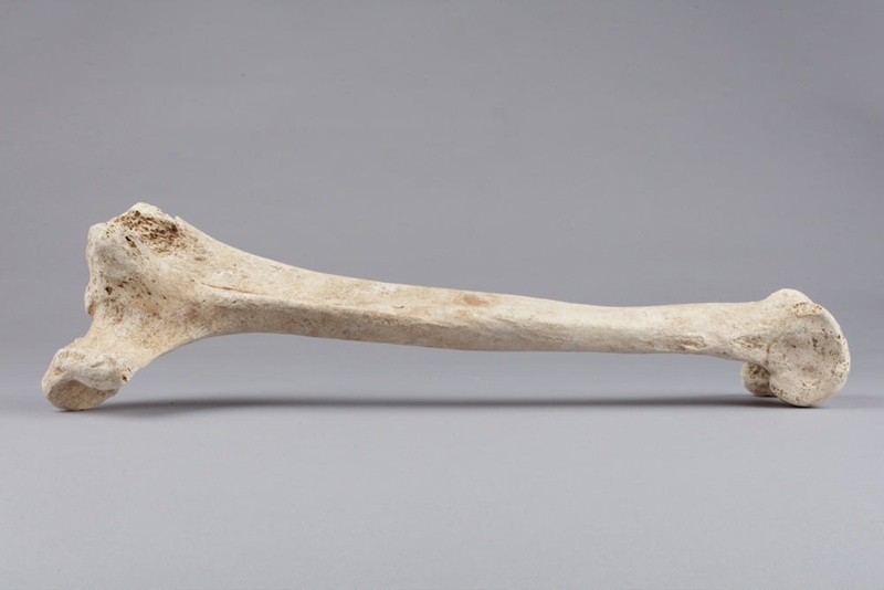 Bone, Moa, Leg; Pre 1450; RI.W2014.3565.1 on NZ Museums