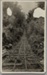 Photograph, Logging track; Unknown photographer; 1880-1930; RI.P0000.33