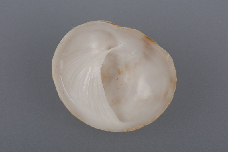 Shell, Circular slipper shell; RI.W2004.2572 | eHive