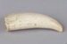 Tooth, Parāoa, Worked sperm whale tooth; RI.W2002.1146