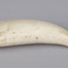 Tooth, Parāoa, Worked sperm whale tooth; RI.W2002.1146