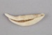Tooth, Kuri, Pacific dog; 1250-1860; RI.0000.270