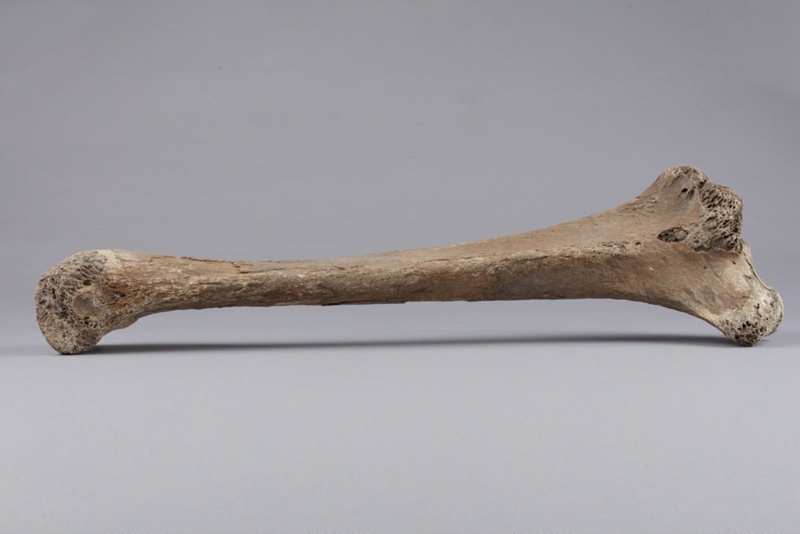 Bone, Moa, Leg; Pre 1450; RI.W2014.3565.13 on NZ Museums