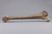 Bone, Moa, Leg; Pre 1450; RI.W2014.3565.13
