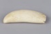 Tooth, Parāoa, Worked sperm whale tooth; RI.W2002.1140