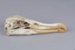 Bone, Toroa, Albatross skull; RI.W2002.1374