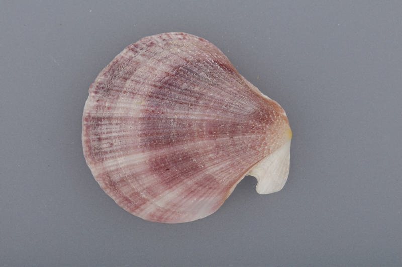 Shell, Fan shell; RI.W2004.2540 | eHive