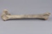 Bone, Moa, Leg; Pre 1450; RI.W2014.3565.16