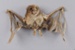 Taxidermy, Pekapeka, Short-tailed bat; RI.W2002.1382