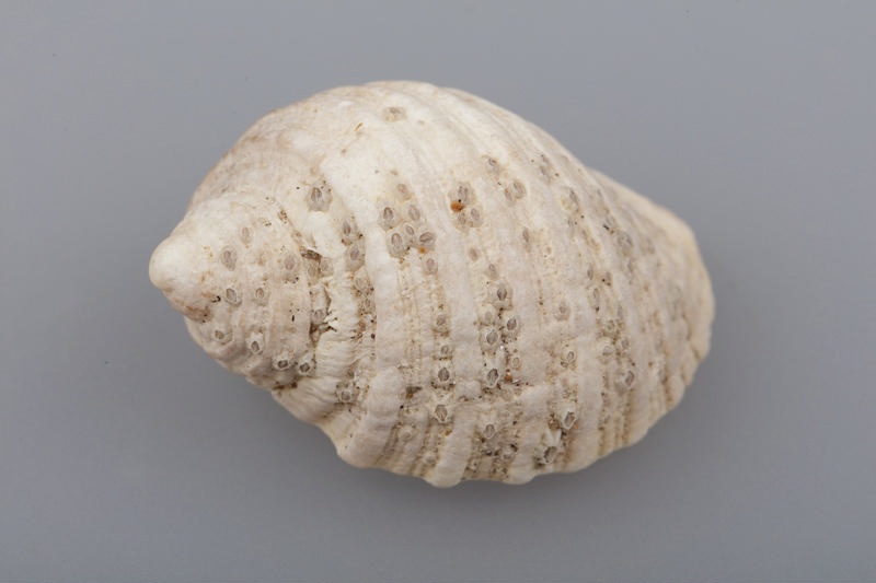 Shell, White rock shell; RI.W2004.2533 | eHive