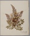 Flowers, Dried, From Calderwood Glen, Kilbride; Unknown maker; 1888-1907; RI.W2017.3616.26