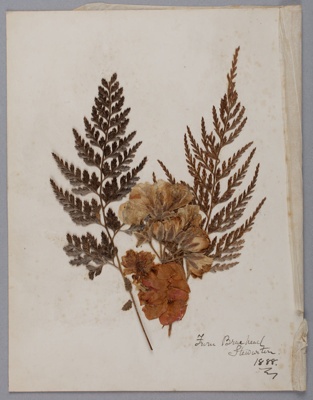 Flowers, Dried, From Braehead, Stewarton; Unknown maker; 1888; RI.W2017.3616.25