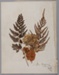 Flowers, Dried, From Braehead, Stewarton; Unknown maker; 1888; RI.W2017.3616.25
