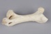 Bone, Moa, Leg; Pre 1450; RI.W2002.1133