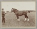 Photograph, Man and horse; Unknown photographer; 1900-1950; RI.P0000.69