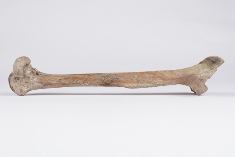 Bone, Moa, Leg; Pre 1450; RI.W2014.3565.21 on NZ Museums