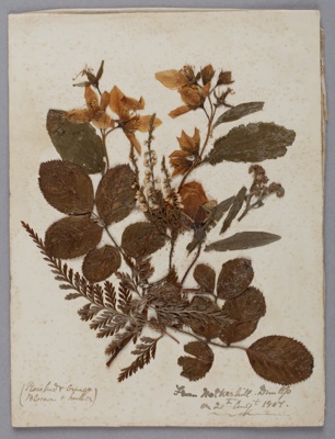 Flowers, Dried, From Scotland; Dunlop, Mary B.; 20.08.1907; RI.W2017.3616.29