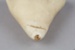 Tooth, Whale, Unknown species; RI.W2002.1141