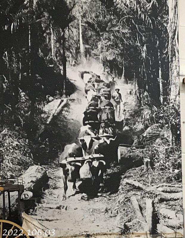 Print, bullock train; unknown; 2022.106.03 | eHive