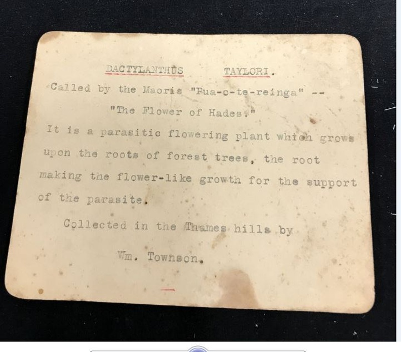 Booklet, specimen card; William Townson; 2022.070.09 on NZ Museums