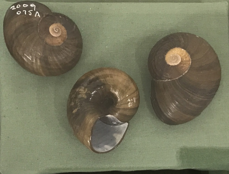 Shell, Kauri Snail; 2009.075B on NZ Museums