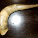 Scrimshaw horn; XAH.V.32.1