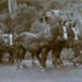 Photograph, Biggar's Horses at Niagara Water Trough; Unknown Photographer; 12.11.1918; WW.2013.3230
