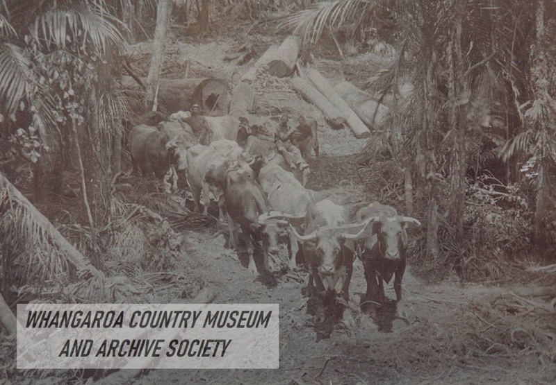 Bullock Team hauling logs from bush; WCM292.48 | eHive