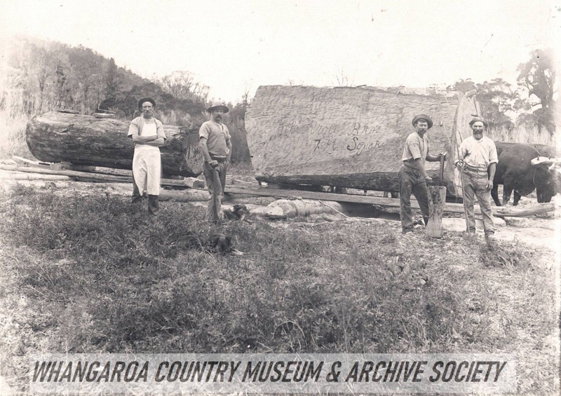 Large Logs with Bullock team and bush workers; WCM 175.19 | eHive