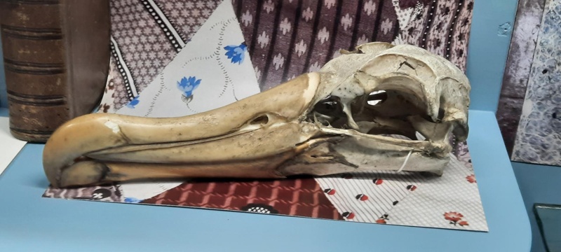 Albatross Skull image item