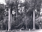 Photo: Kauri trees; 01/151