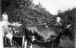 Photo: June Baker on cow and Miss Holt leading cow; 11/166 Photo: June Baker on cow and Miss Holt leading cow; 11/166