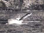 Photo: A striped marlin leaping from the water; 97/667