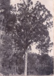Photo: Kauri tree in the bush; 05/197