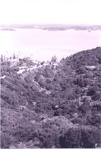 Photo: View from flagstaff, bush, towards Wellington Street/Titore Way, 1998; 99/130/5