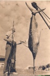 Photo: Angler with gamefish on Russell wharf, R. Hunter, 1955; 97/637