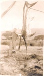 Photo: Zane Grey at Otehei Bay, 1926; 97/726