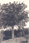 Photo: Kauri tree; 01/112