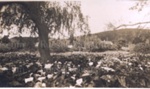 Photo: Arum lilies by bowling green, willow tree. ; 97/965a