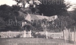 Photo: Mr. Otto Neumann's residence, Pitt Street, Russell; 97/1049