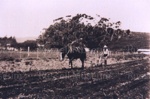 Photo: Jack Gordon ploughing at Manawaora, c1931; 94/109/12 Photo: Jack Gordon ploughing at Manawaora, c1931; 94/109/12
