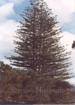 Photo: Norfolk Island pine, Te Wahapu, 1974; 97/1165