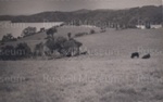 Photo: Paddocks at Te Wahapu, 1954; 97/1168