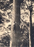 Photo: Men climbing a kauri; 01/126