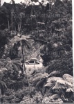 Photo: Russell/Whangarei road showing car and bush reserve; 97/1442/2