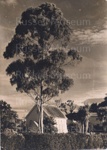 Photo: Christ Church, Russell from school grounds, c1950; 97/1116