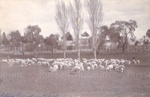 Photo: Sheep grazing Church Street area Russell with Gables, Old Town hall, Hananui and old PO in background; 01/168