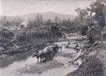 Photo: Bill Oliver and Dick Guest with bullock team, Omahuta Forest c1920; 01/125