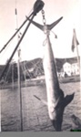 Photo: Swordfish at Russell wharf, 1928; 97/665
